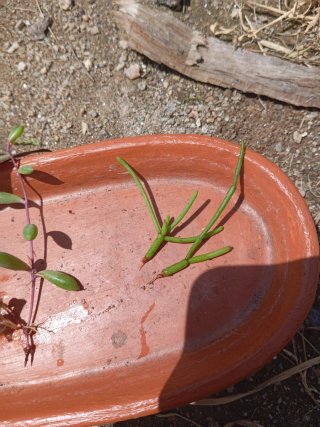 Mix de plantas
