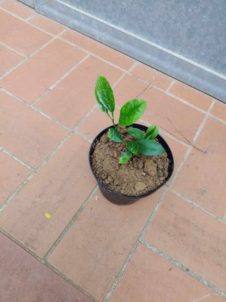 Pianta Limone Rosso h 20-25 cm vaso 14