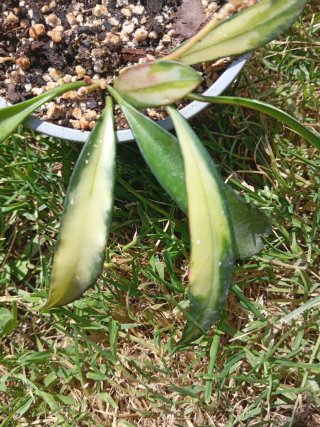 2 Hoya Wayetii Tricolor + Rhipsalis