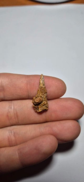 Fossile