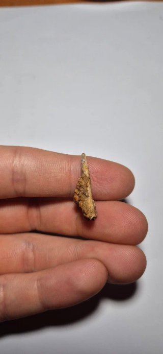 Fossile