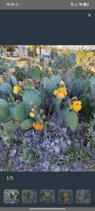 5 Hojas de Higo Chumbo para Plantar