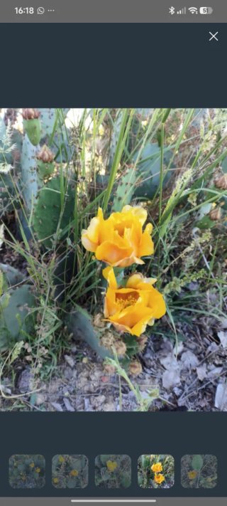 5 Hojas de Higo Chumbo para Plantar