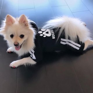 Sudadera con capucha perros cálida otoño