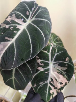 Alocasia Black Velvet Variegada pink