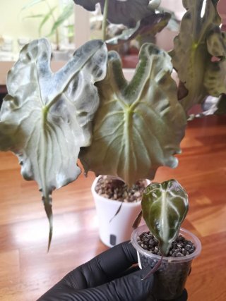 Alocasia Venom