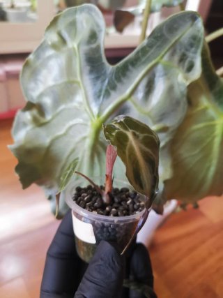 Alocasia Venom