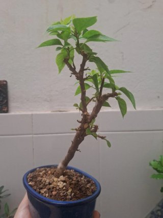 Bonsái Buganvilla Thai Fucsia