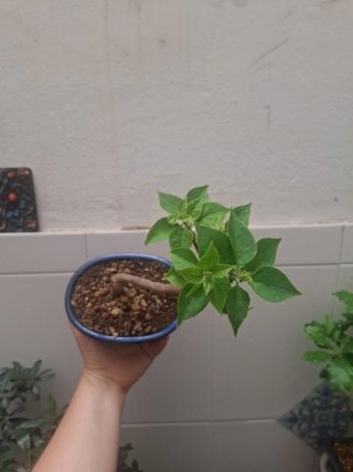 Bonsái Buganvilla Thai Fucsia