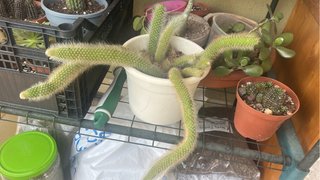 Pianta Coda di Scimmia