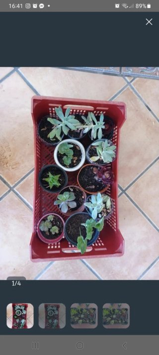 Plantas Suculentas Variadas en Maceta