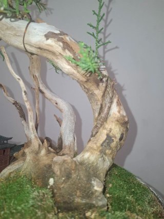 Bonsái Junípero con Casa Miniatura