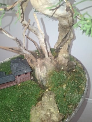 Bonsái Junípero con Casa Miniatura