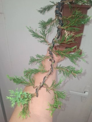 Junipero Bonsai Cascada