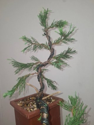 Junipero Bonsai Cascada