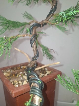 Junipero Bonsai Cascada