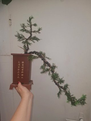 Junipero Bonsai Cascada