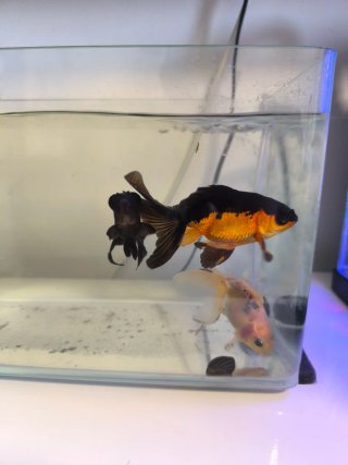 Acuario pecera cristal
