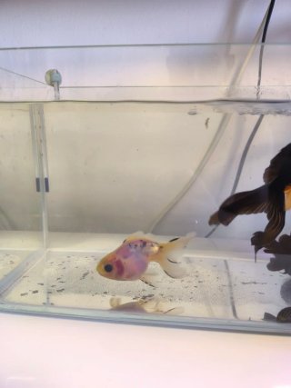 Acuario pecera cristal