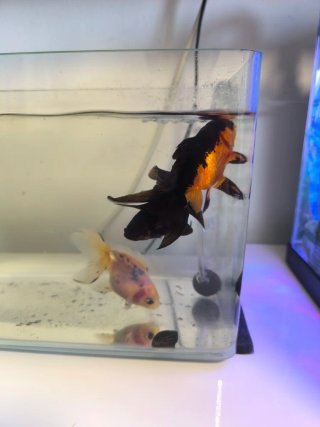 Acuario pecera cristal