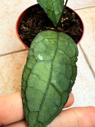 Hoya clemensiorum dark
