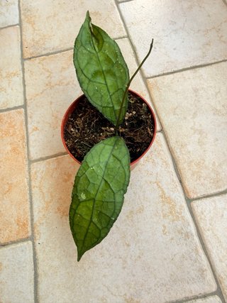 Hoya clemensiorum dark