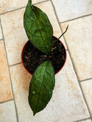 Hoya clemensiorum dark