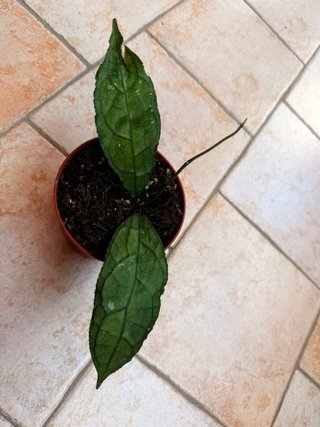 Hoya clemensiorum dark