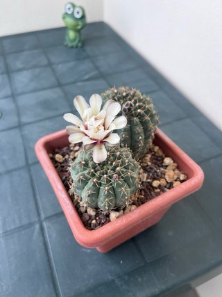 Gymnocalycium quehlianum