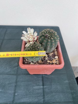 Gymnocalycium quehlianum