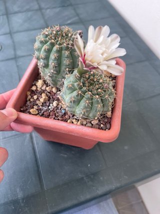Gymnocalycium quehlianum