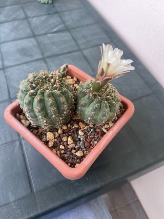 Gymnocalycium quehlianum