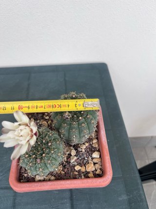 Gymnocalycium quehlianum