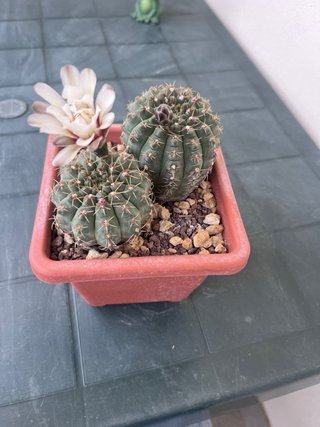 Gymnocalycium quehlianum