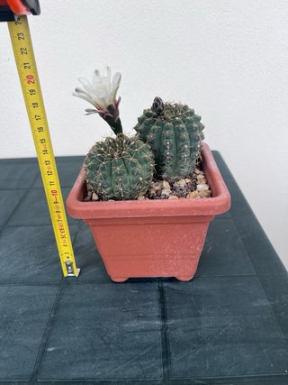 Gymnocalycium quehlianum