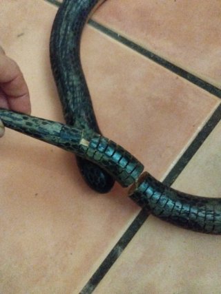 víbora reptiles de coleccionista