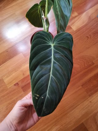 Philodendron Melanochrysum