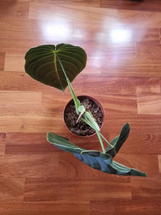 Philodendron Melanochrysum