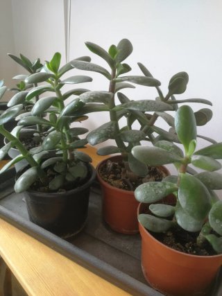 Árbol de Jade - Planta Crassula Ovata