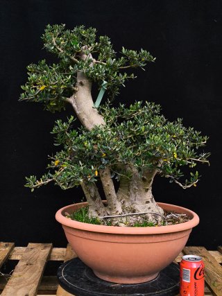 bonsai acebuche / olivo