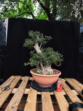 bonsai acebuche / olivo