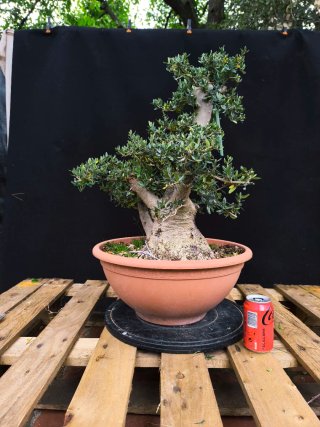 bonsai acebuche / olivo
