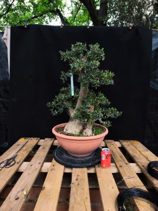 bonsai acebuche / olivo