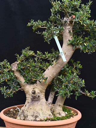 bonsai acebuche / olivo