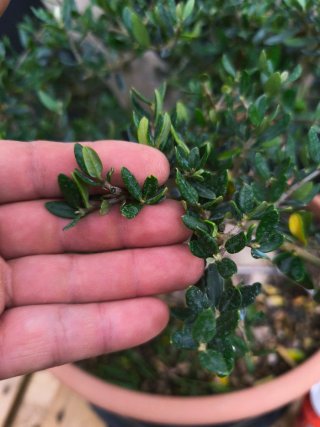 bonsai acebuche / olivo