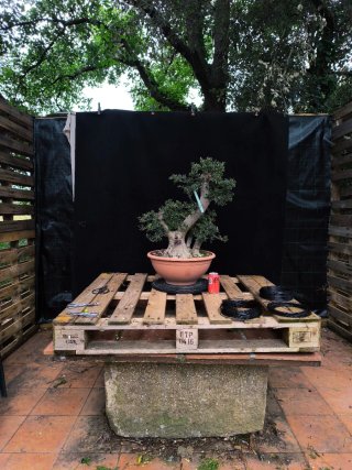 bonsai acebuche / olivo