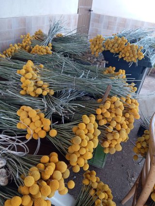 Fiori secchi