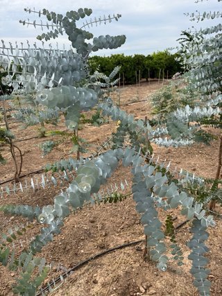Ramas de eucalipto para decorar
