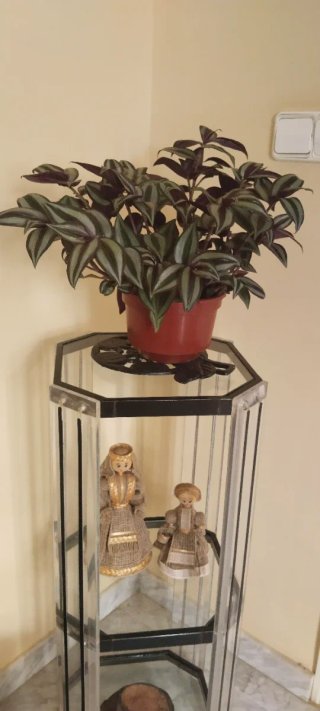 Planta Tradescantia zebrina en maceta