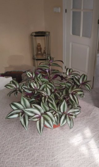 Planta Tradescantia zebrina en maceta